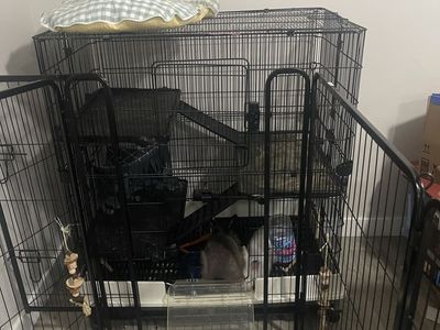 Bunny cage & bunnies
