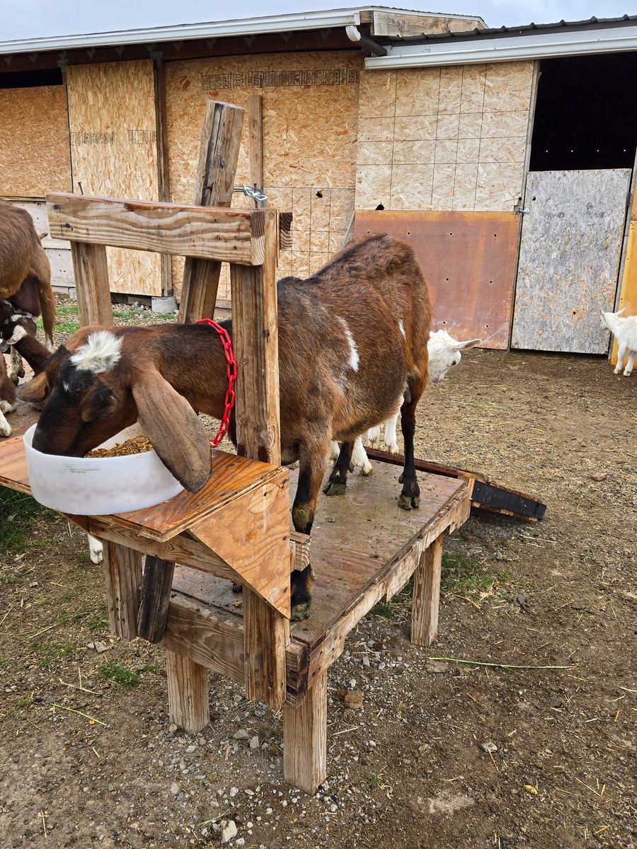 4 year old Nubian milk goat