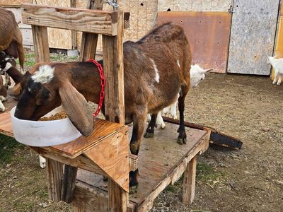 4 year old Nubian milk goat