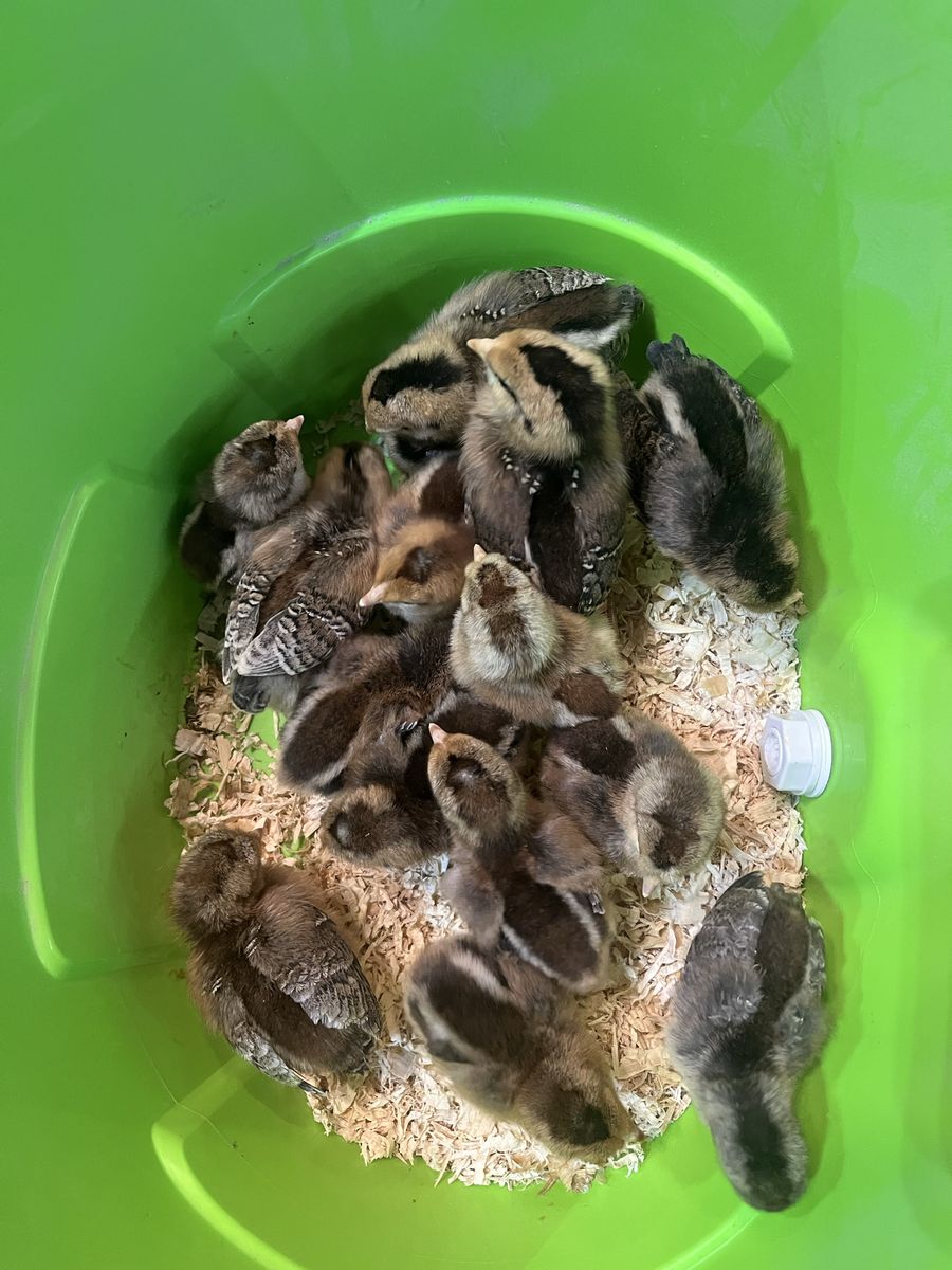 Day Old Chicks