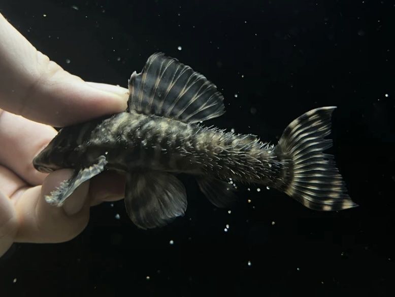 Trio L494 Pleco breeding group