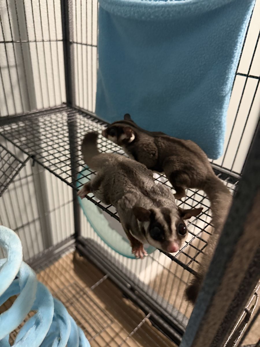 Pair of Sugar gliders w/Cage and food
