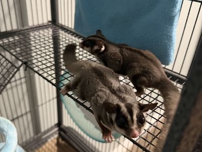 Pair of Sugar gliders w/Cage and food