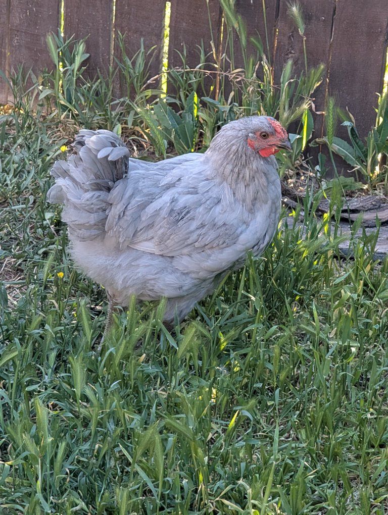lavender orpington Rooster needs somewhere else to go **free**