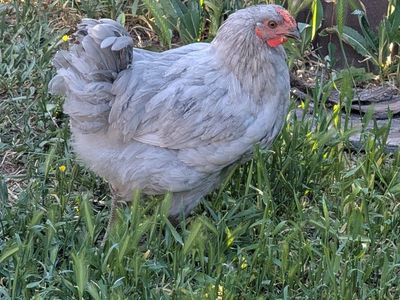 lavender orpington Rooster needs somewhere else to go **free**