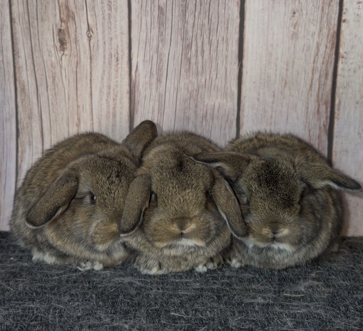 Holland Lop Babies - Pedigreed