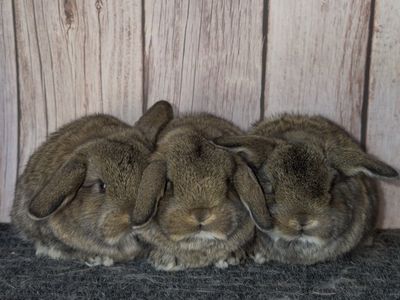 Holland Lop Babies - Pedigreed