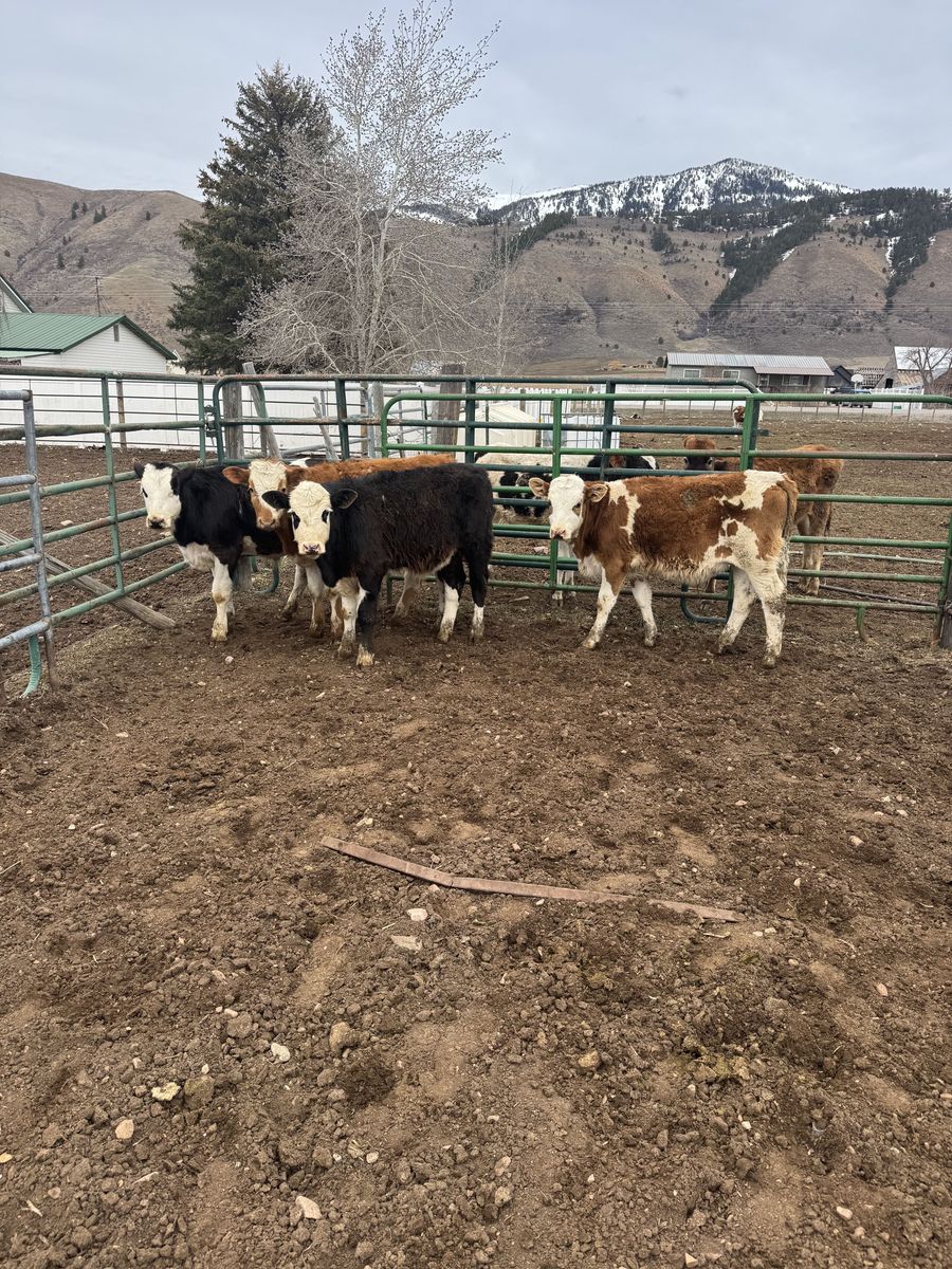 Fleckvieh/dairy cross steers