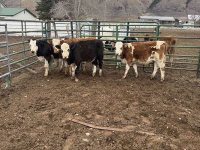 Fleckvieh/dairy cross steers