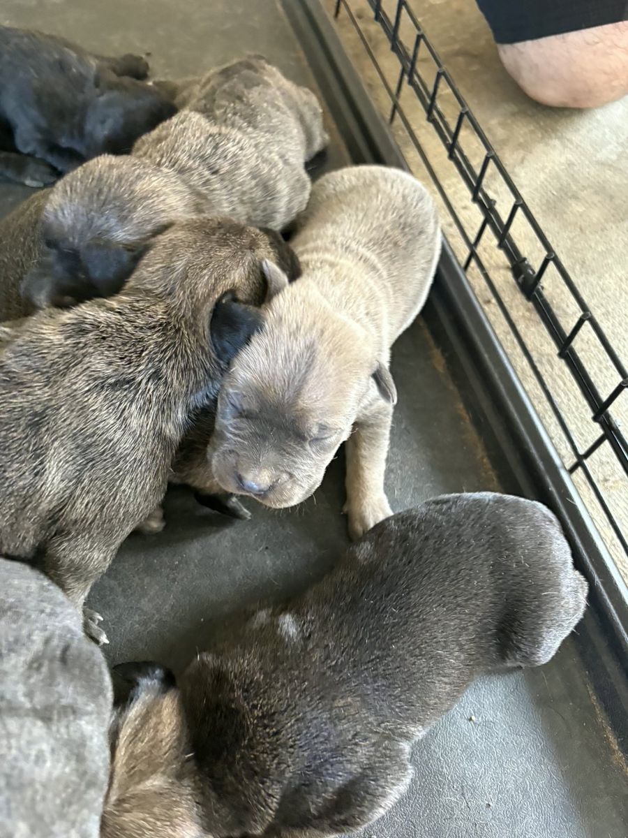 Cane Corso Pups