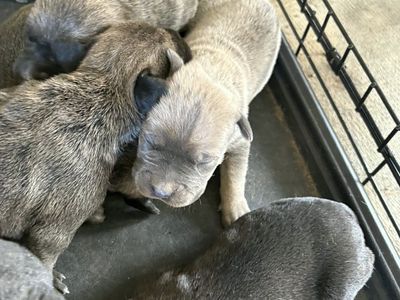 Cane Corso Pups