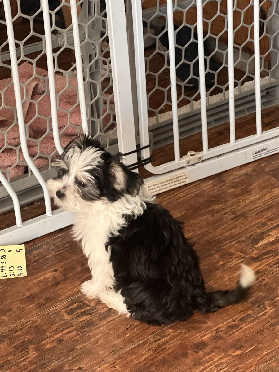Morkie Maltese Yorkie 6 puppies