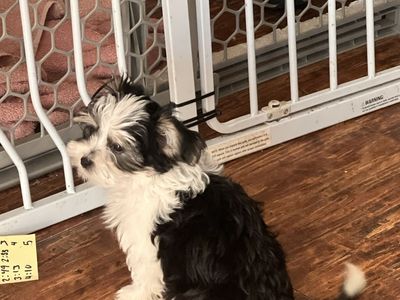 Morkie Maltese Yorkie 6 puppies