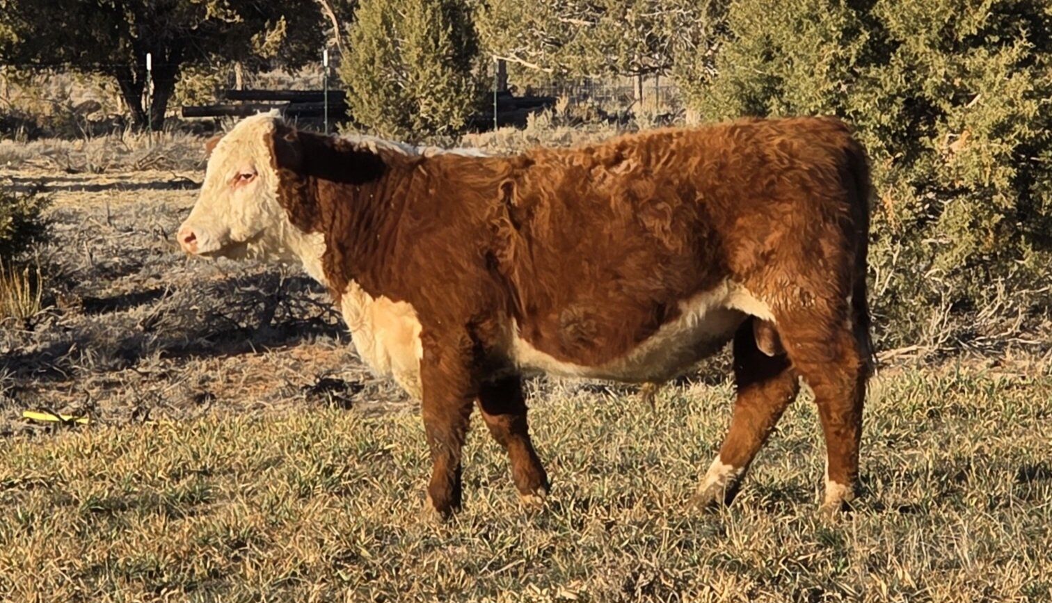 Pure Breed Yearling Hereford Bull