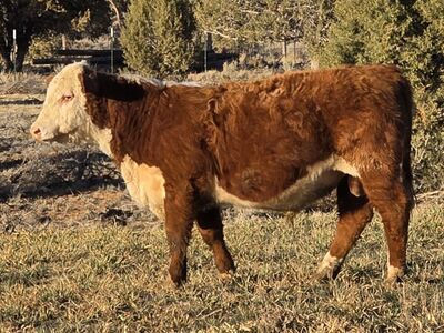 Pure Breed Yearling Hereford Bull