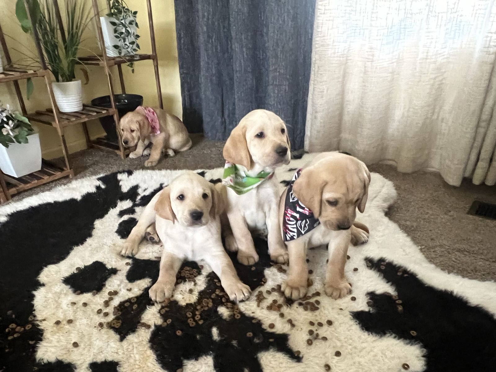 Adorable Labrador Retriever Puppies - Ready for Loving Homes, First Vaccine Included