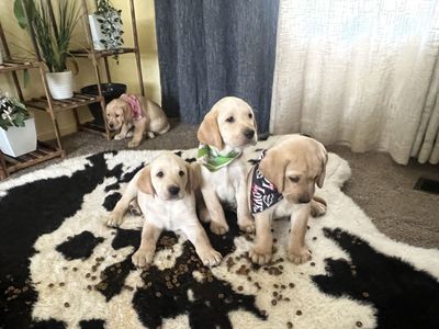 Adorable Labrador Retriever Puppies - Ready for Loving Homes, First Vaccine Included