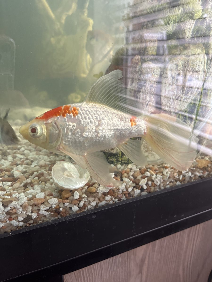 Gold fish
