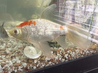 Gold fish