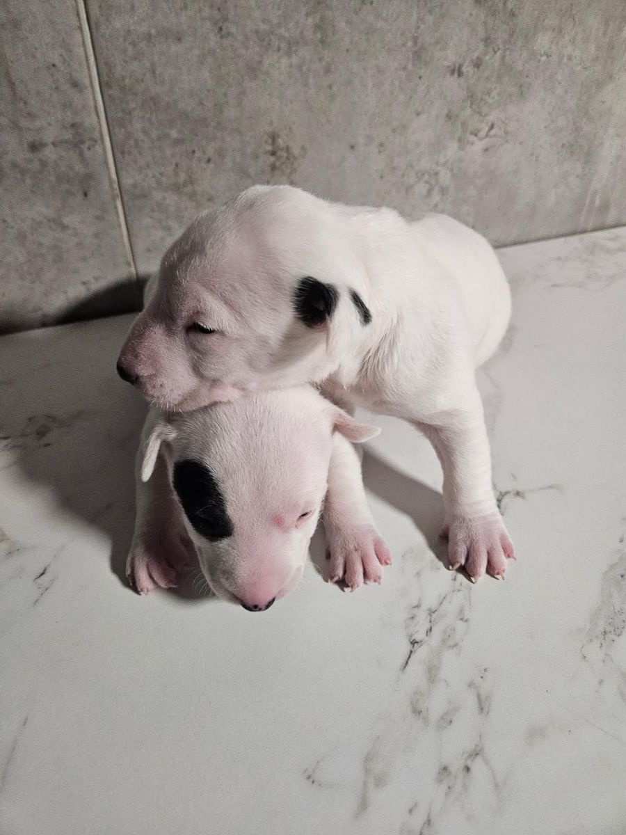 Bull Terrier