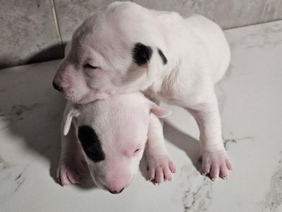 Bull Terrier