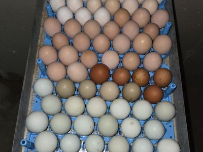 Fresh Hatching Eggs