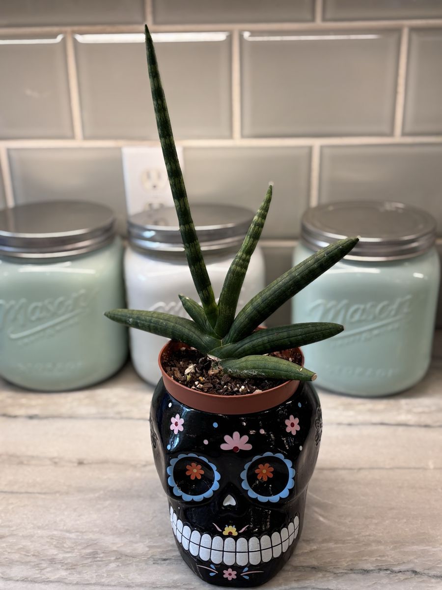 Aloe Vera Plant In dia de los muertos Planter Pot