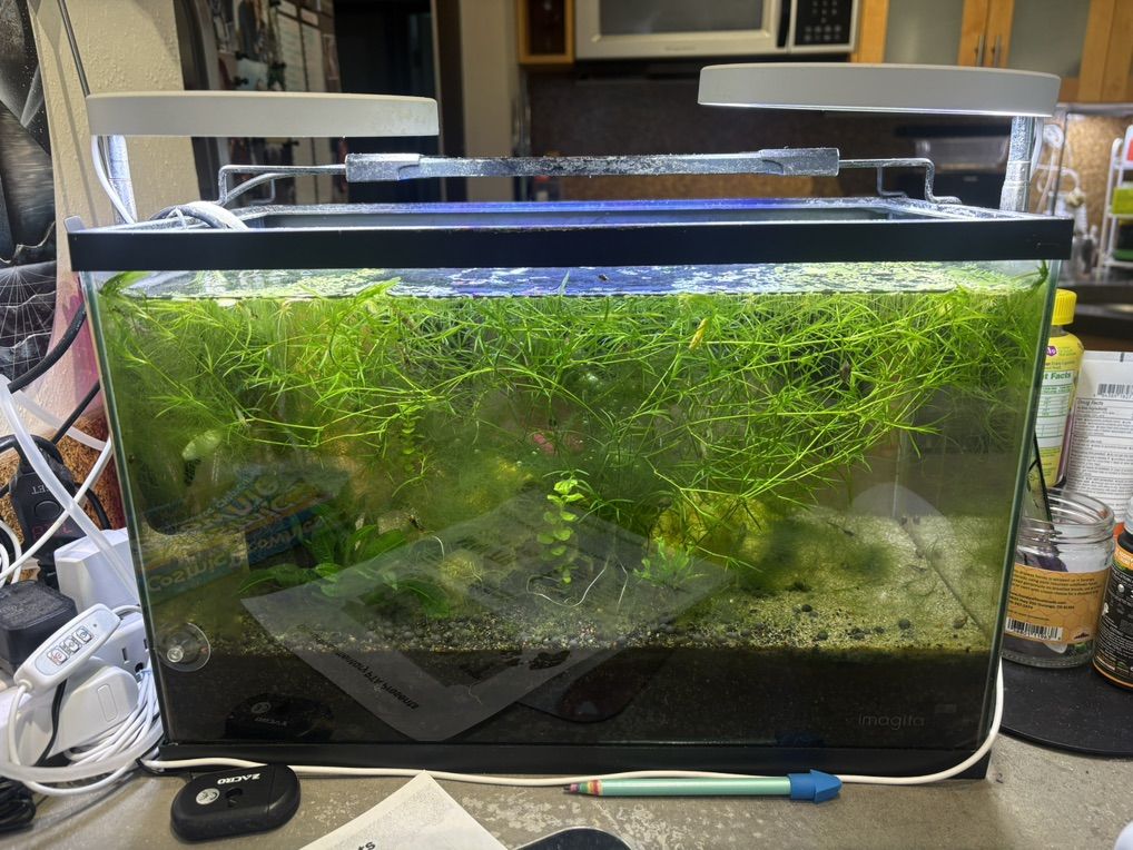5 Gallon Live Planted Aquarium