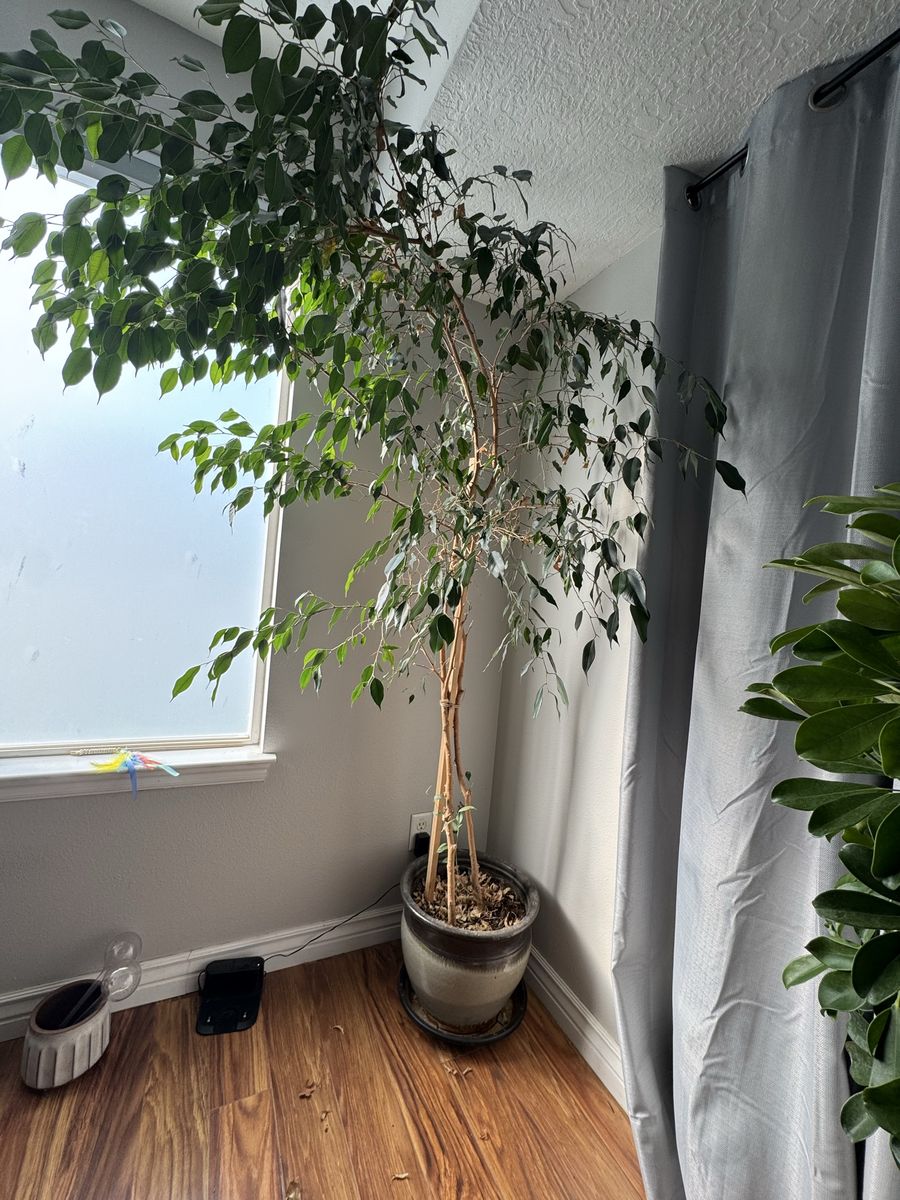 Live tree