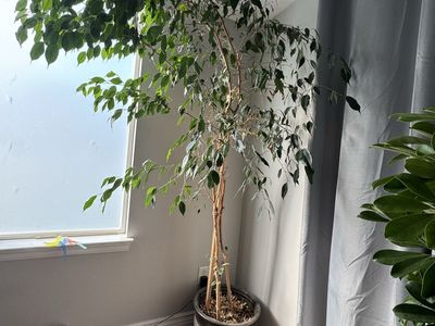 Live tree