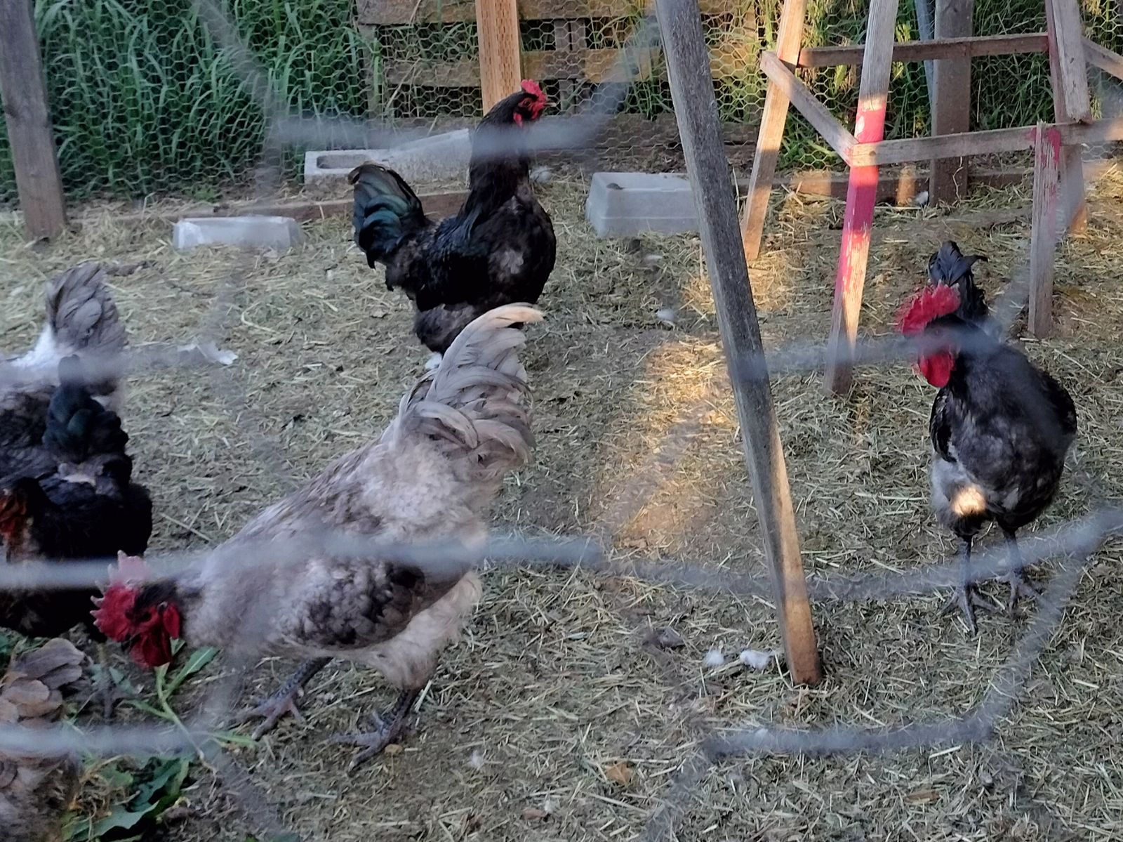 Free Roosters