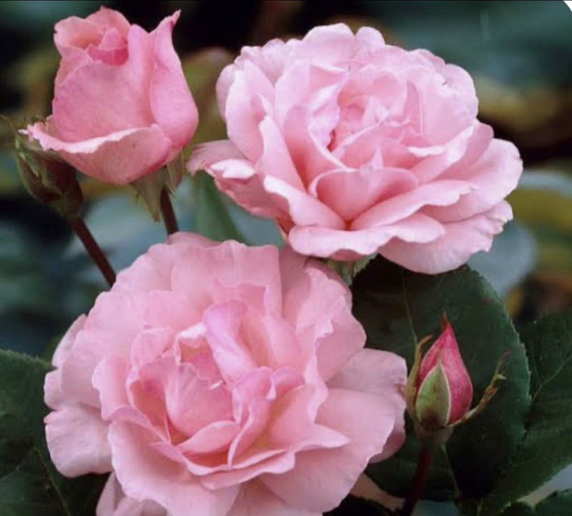 Rose bush Queen Elizabeth