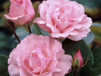 Rose bush Queen Elizabeth