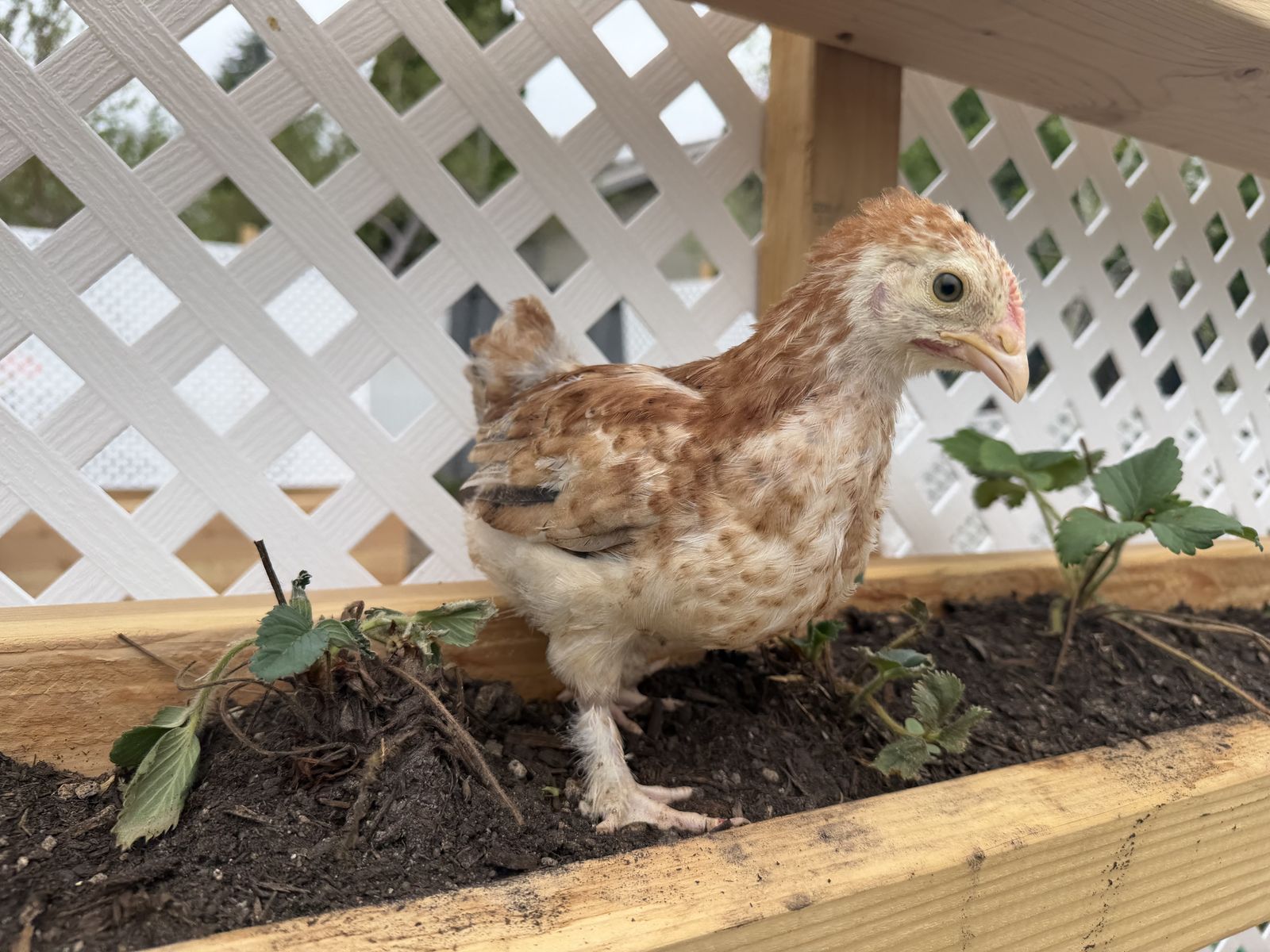 French Wheaten marans chicks female pullets