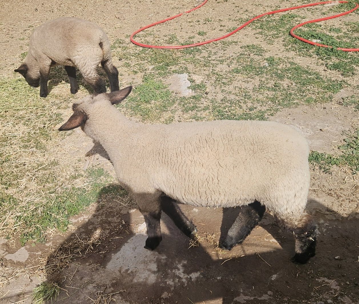 Club lambs