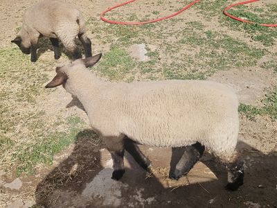 Club lambs