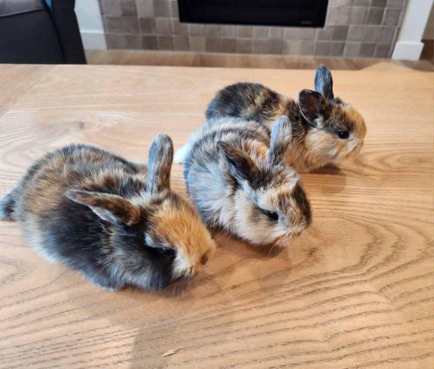 Beautiful rescued baby bunnies ready for their loving home!