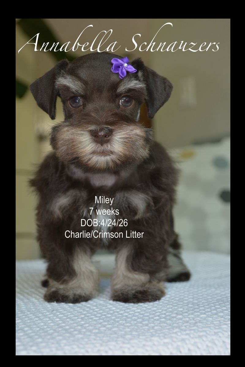 AKC Toy Schnauzer (Miley)