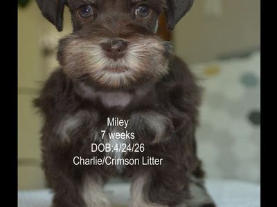 AKC Toy Schnauzer (Miley)