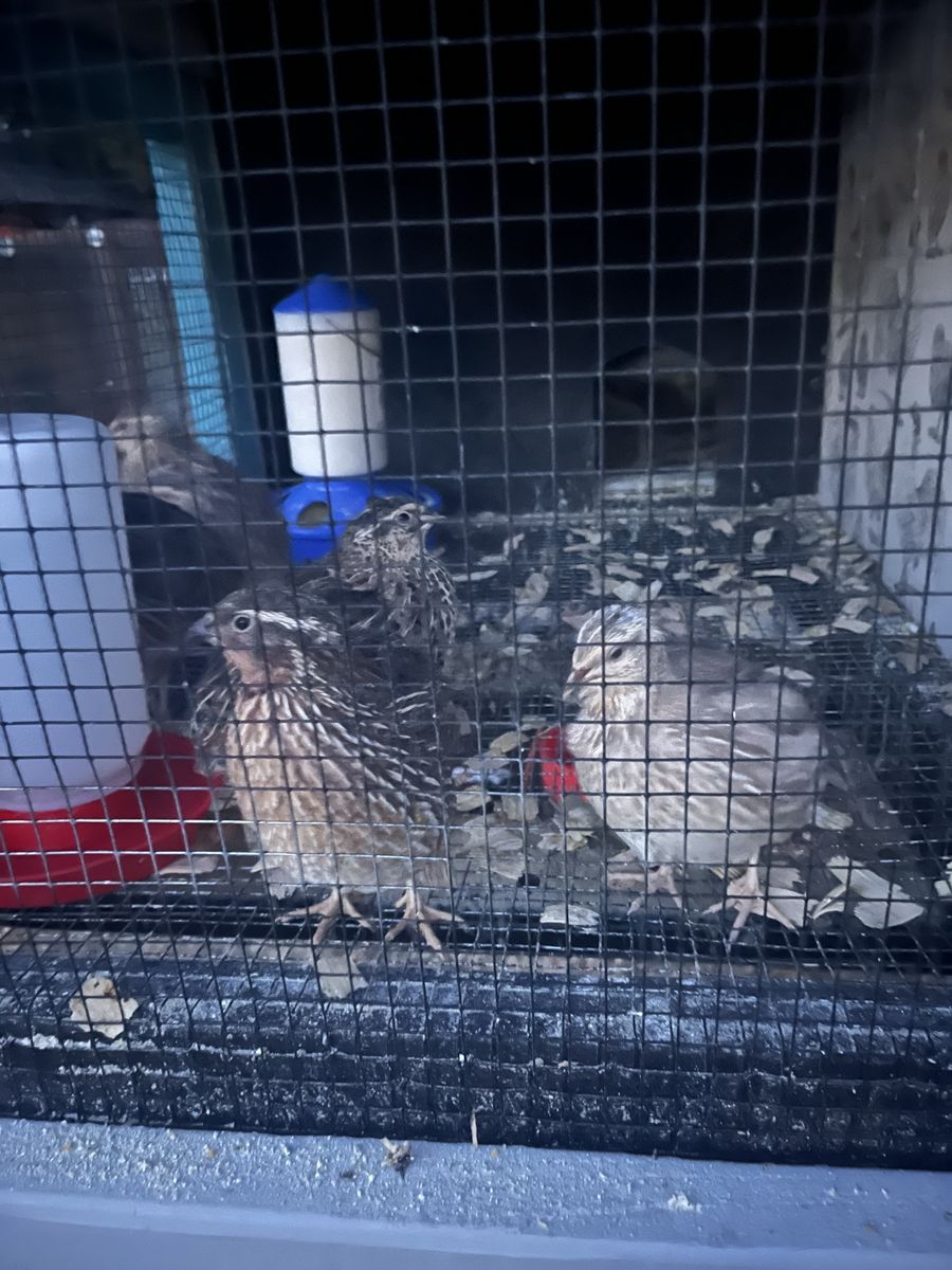 male Quail for Sale - Perfect for Farming or Pets