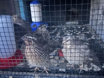 male Quail for Sale - Perfect for Farming or Pets