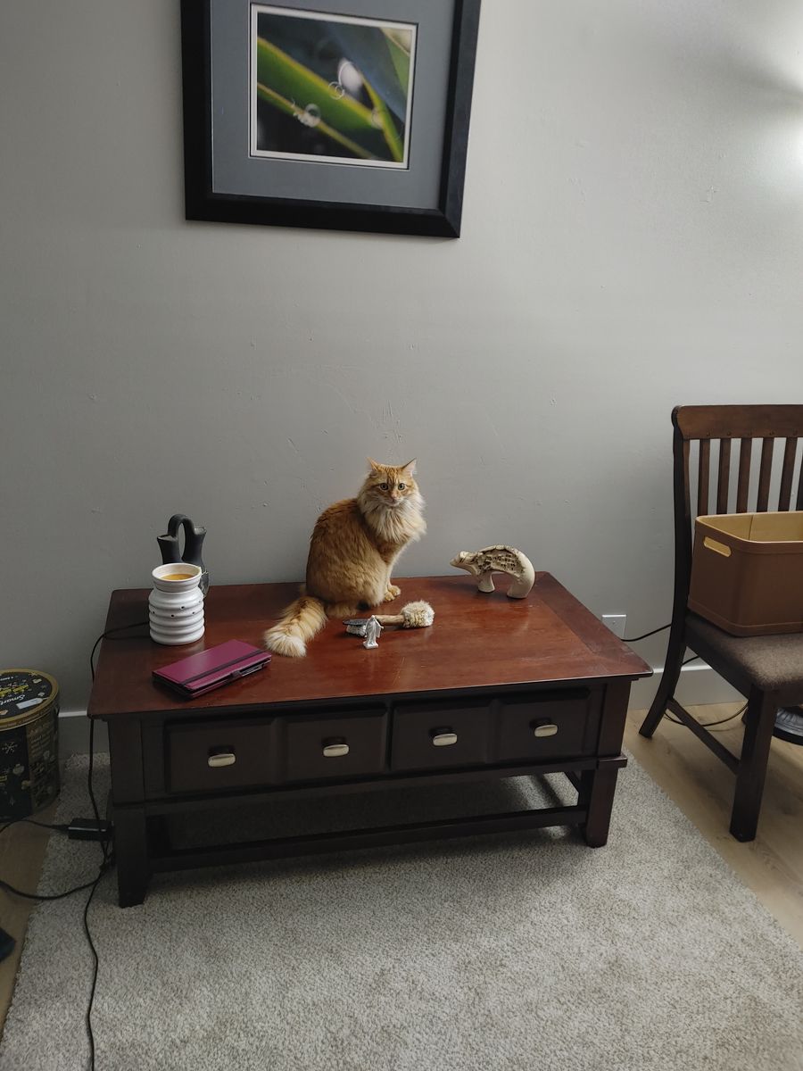 Cat to Good Home
