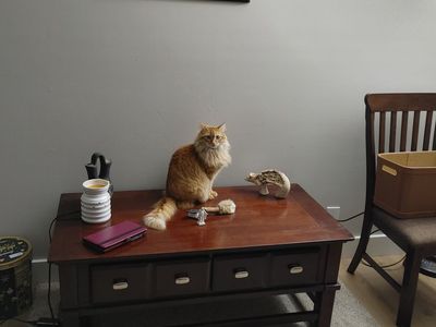 Cat to Good Home