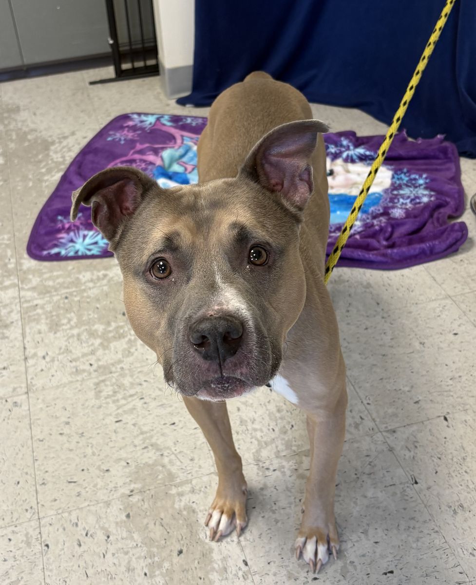A165422 Dobby is Available for Adoption!