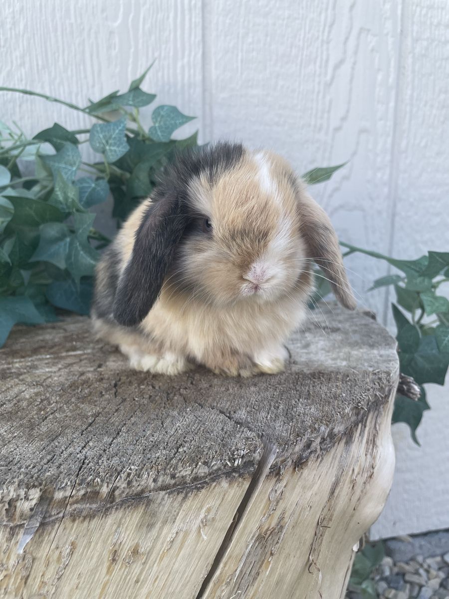 Purebred Pedigreed Holland Lop Doe - Blue Eyed Harlequin VM
