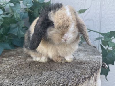 Purebred Pedigreed Holland Lop Doe - Blue Eyed Harlequin VM