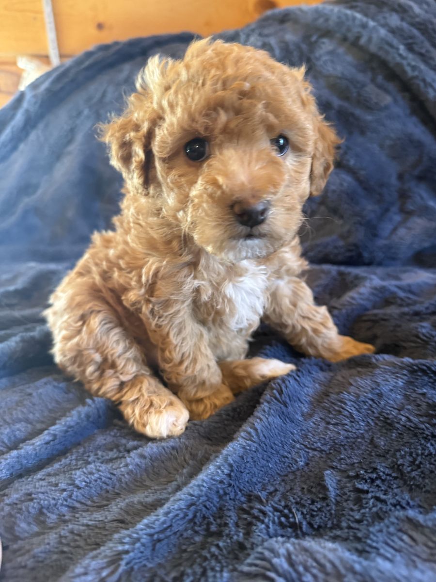 Female F1b Apricot Maltipoo
