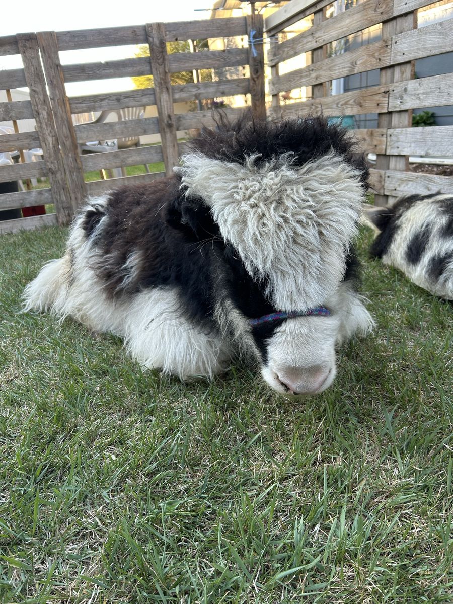 Petting Zoo For Hire