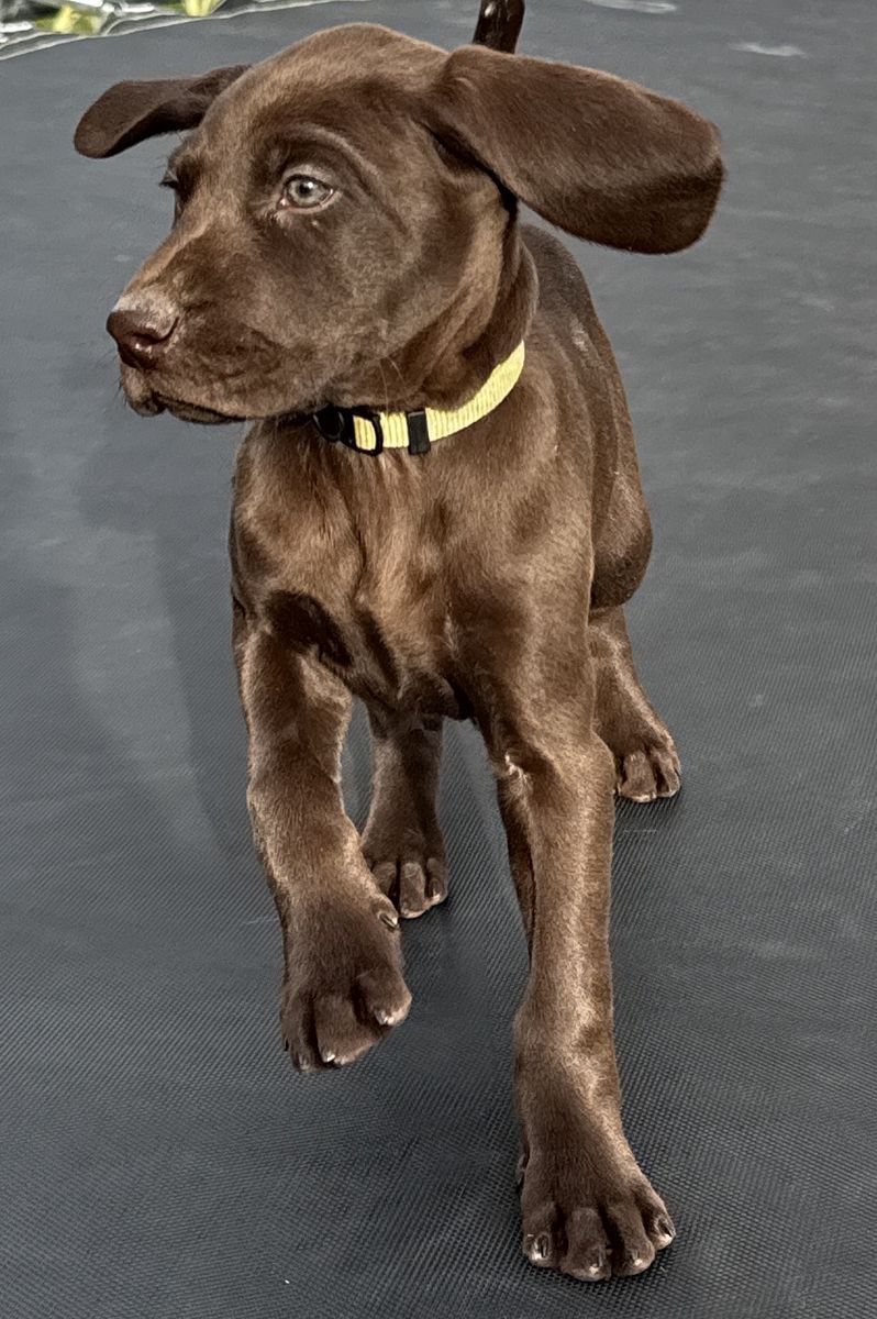 * Price Discounted from $3000* Deutsch Kurzhaar (DK) Female Puppy (similar to German Shorthair Pointer)
