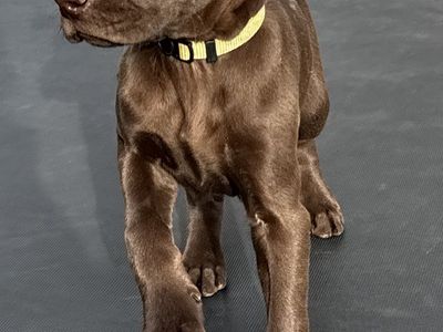 * Price Discounted from $3000* Deutsch Kurzhaar (DK) Female Puppy (similar to German Shorthair Pointer)